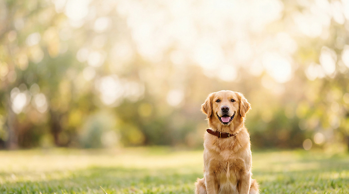 JPG 나무 편집이미지 응시 공원 행복 가족 자연 웃음 앉기 산책 골든리트리버 강아지 편집실사 AI포토 AI콘텐츠 식물 시선 공공시설 감정 관계 모션 휴식 표정 반려동물 개 리트리버 CG 생태계 파일형식