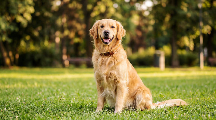 JPG 나무 동물 편집이미지 공원 반려견 모션 자연 웃음 초원 반려동물 햇빛 귀여움 골든리트리버 강아지 오후 편집실사 AI포토 AI콘텐츠 식물 공공시설 컨셉 표정 태양 개 리트리버 CG 생태계 파일형식