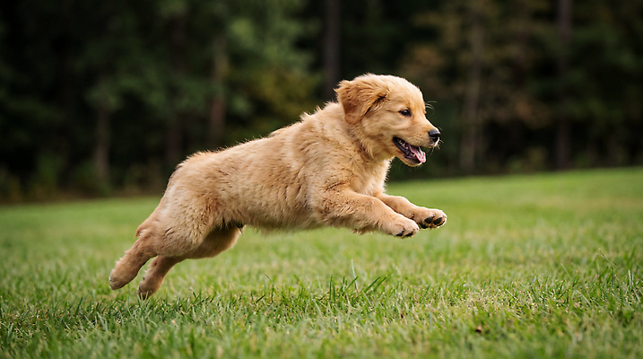 JPG 나무 편집이미지 모션 잔디 상반신 야외 여름 달리기 운동 귀여움 골든리트리버 강아지 놀기 편집실사 AI포토 AI콘텐츠 식물 계절 컨셉 건강 반려동물 개 리트리버 CG 파일형식