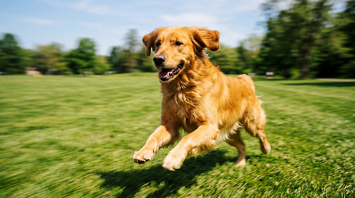 JPG 나무 편집이미지 공원 행복 모션 자연 밝음 잔디 반려동물 달리기 운동 개 골든리트리버 즐거움 놀기 편집실사 AI포토 AI콘텐츠 식물 동물 공공시설 감정 포유류 건강 리트리버 CG 생태계 파일형식