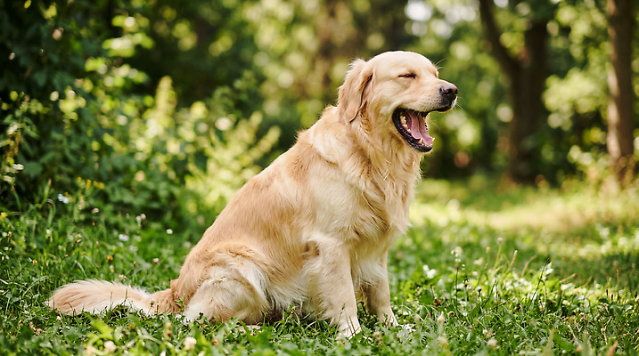 JPG 나무 편집이미지 자연 털 야외 여름 햇빛 귀여움 개 골든리트리버 강아지 숲 편안함 하품 놀기 편집실사 AI포토 AI콘텐츠 식물 계절 컨셉 포유류 모션 반려동물 태양 감각 리트리버 CG 생태계 생리현상 파일형식