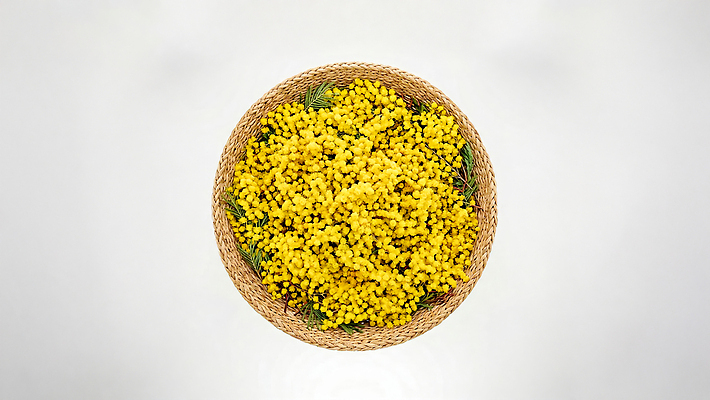 JPG 나무 식물 편집이미지 꽃다발 자연 따뜻함 장식 여름 바구니 정원 꽃바구니 장면 미모사 편집실사 AI포토 AI콘텐츠 계절 꽃 CG 생태계 파일형식