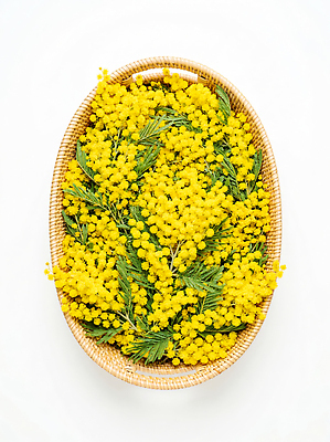 JPG 식물 편집이미지 꽃 꽃다발 자연 생활 장식 여름 노란색 바구니 정원 봄 신선 민들레 허브 꽃바구니 미모사 편집실사 AI포토 AI콘텐츠 계절 컬러 CG 생태계 파일형식