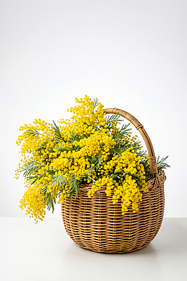 JPG 나무 식물 편집이미지 꽃다발 자연 선물 장식 인테리어 바구니 꽃집 꽃바구니 미모사 뷰티풀 생화 리모델링 편집실사 AI포토 AI콘텐츠 디자인 꽃 상점 CG 생태계 파일형식