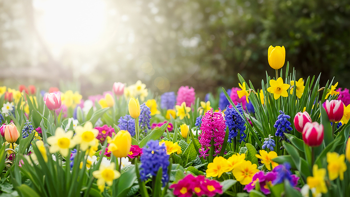 JPG 식물 편집이미지 꽃 꽃밭 자연 풍경 햇빛 정원 봄 튤립 성장 식물원 수선화 팬지 히아신스 편집실사 AI컴퓨터그래픽 AI콘텐츠 계절 태양 CG 생태계 파일형식