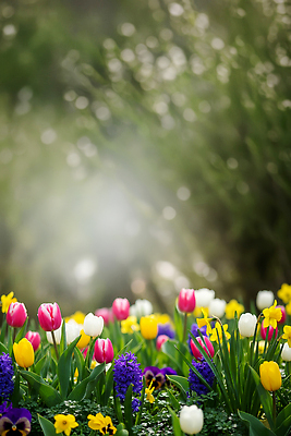 JPG 식물 편집이미지 꽃 화초 꽃밭 자연 햇빛 정원 봄 산책 튤립 정원가꾸기 히아신스 편집실사 AI컴퓨터그래픽 AI콘텐츠 계절 휴식 태양 CG 생태계 원예 파일형식