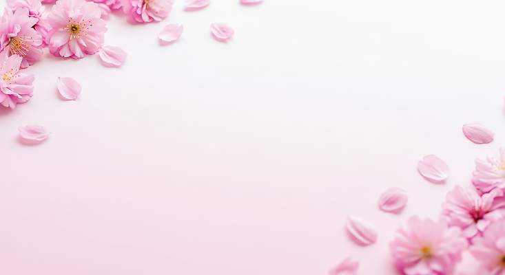 JPG 식물 편집이미지 계절 꽃잎 꽃 분홍색 꽃다발 백그라운드 잎 자연 바닥 일상 장식 봄 벚꽃 심플 그라데이션 뷰티풀 이미지편집 AI컴퓨터그래픽 AI콘텐츠 컬러 라이프 생태계 파일형식