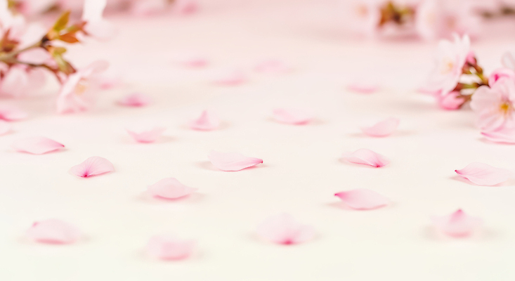 JPG 나무 편집이미지 계절 꽃잎 꽃 분홍색 백그라운드 꽃밭 자연 장식 봄 벚꽃 그라데이션 뷰티풀 흩어짐 이미지편집 AI컴퓨터그래픽 AI콘텐츠 식물 컬러 컨셉 생태계 파일형식