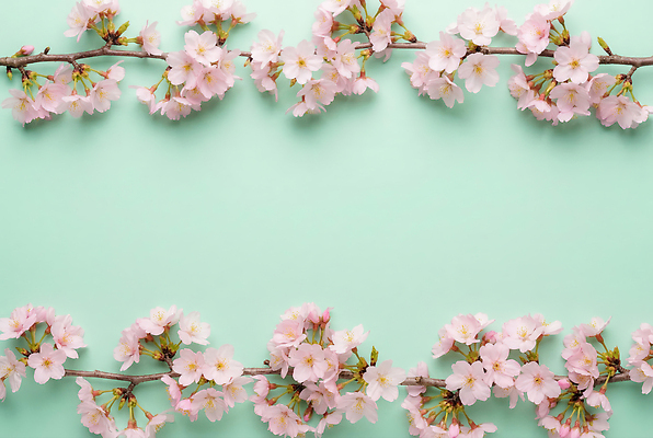 JPG 나무 식물 편집이미지 꽃잎 화초 분홍색 백그라운드 자연 프레임 선물 장식 봄 벚꽃 화사함 민트색 Natural 편집실사 AI포토 AI콘텐츠 계절 꽃 컬러 컨셉 CG 생태계 파일형식