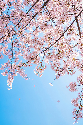 JPG 나무 편집이미지 꽃잎 꽃 자연 바람 날씨 풍경 봄 벚꽃 편집실사 AI포토 AI콘텐츠 자연요소 식물 계절 CG 생태계 파일형식