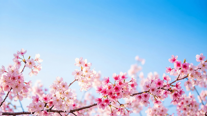 JPG 나무 식물 편집이미지 꽃 자연 하늘 풍경 봄 벚꽃 만개 편집실사 AI포토 AI콘텐츠 계절 CG 생태계 파일형식