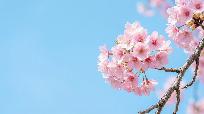 JPG 나무 편집이미지 꽃 분홍색 자연 하늘 풍경 봄 벚꽃 만개 편집실사 AI포토 AI콘텐츠 식물 계절 컬러 CG 생태계 파일형식