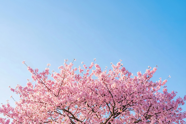 JPG 나무 편집이미지 꽃잎 꽃 자연 하늘 날씨 풍경 봄 벚꽃 나뭇가지 벚나무 만개 편집실사 AI포토 AI콘텐츠 식물 계절 CG 생태계 파일형식