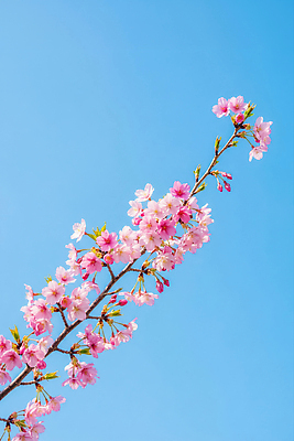 JPG 나무 식물 편집이미지 꽃 자연 풍경 봄 벚꽃 장면 화사함 만개 편집실사 AI포토 AI콘텐츠 계절 컨셉 CG 생태계 파일형식