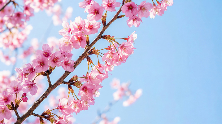 JPG 나무 편집이미지 꽃잎 꽃 분홍색 자연 하늘 풍경 햇빛 봄 벚꽃 꽃봉오리 편집실사 AI포토 AI콘텐츠 식물 계절 컬러 태양 CG 생태계 파일형식