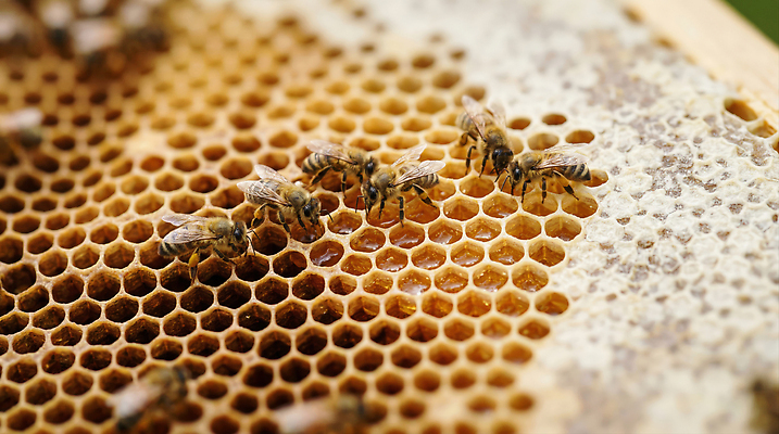 JPG 편집이미지 곤충 자연 수확 작업 육각형 꿀 벌집 양봉 양봉업 편집실사 AI포토 AI콘텐츠 도형 동물 농업 CG 생태계 파일형식