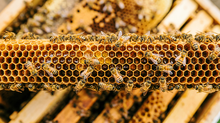 JPG 편집이미지 자연 환경 수확 작업 꿀벌 수집 꿀 벌집 밀랍 양봉 양봉업 편집실사 AI포토 AI콘텐츠 농업 벌_곤충 CG 생태계 파일형식