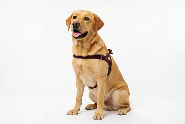 JPG 동물 편집이미지 털 표정 앉기 개 강아지 즐거움 이미지 목줄 밝은색 안내견 가슴줄 편집실사 AI포토 AI콘텐츠 감정 포유류 모션 반려동물 CG 파일형식 반려용품