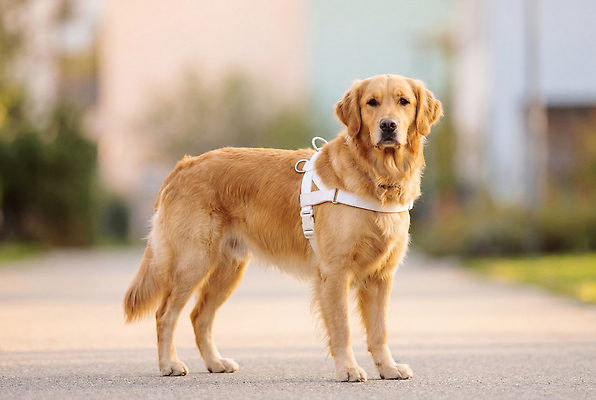 JPG 동물 편집이미지 공원 길 반려동물 걷기 산책 개 주인 안내견 편집실사 AI포토 AI콘텐츠 공공시설 포유류 모션 휴식 CG 파일형식