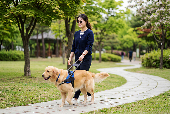 JPG 나무 편집이미지 공원 여자 자연 일상 반려동물 걷기 봄 산책 개 즐거움 안내견 오후 의료성형뷰티 편집실사 AI인물포토 AI콘텐츠 식물 동물 계절 공공시설 감정 포유류 모션 휴식 사람 라이프 CG 생태계 파일형식 AI포토