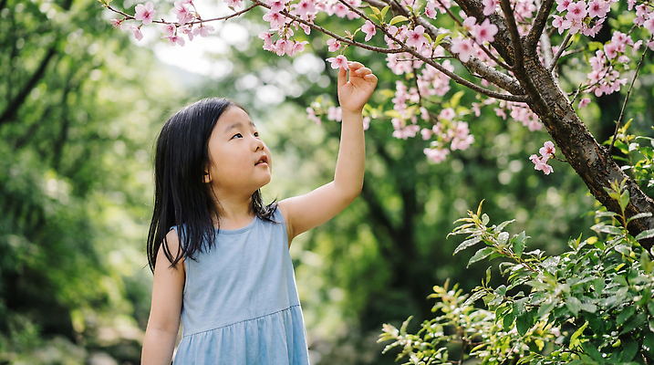 JPG 나무 편집이미지 꽃 자연 미소 소녀 야외 계곡 촬영 봄 벚꽃 아래 의료성형뷰티 편집실사 AI인물포토 AI콘텐츠 식물 계절 여자 어린이 표정 방향 CG 생태계 위치 파일형식 AI포토
