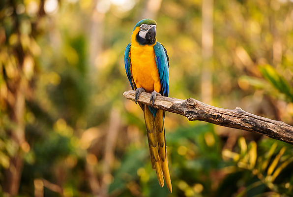 JPG 나무 동물 편집이미지 자연 조류 열대 생물 세계 귀여움 나뭇가지 숲 생태계 앵무새 금강앵무새 편집실사 AI포토 AI콘텐츠 식물 컨셉 CG 파일형식