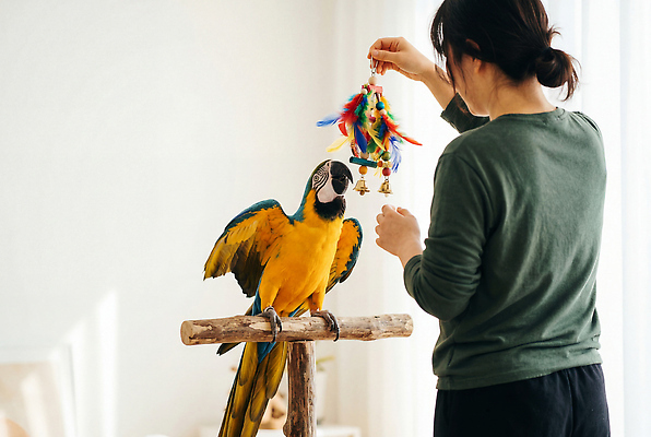 동물 감정 모션 조류 사람 막대 CG 앵무새 파일형식 AI포토 여자 장난감 놀기 나무막대 반려동물 즐거움 관심 편집실사 편집이미지 JPG 금강앵무새 AI인물포토 AI콘텐츠 의료성형뷰티