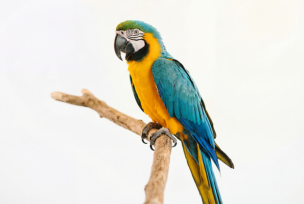 JPG 나무 동물 편집이미지 자연 관찰 깃털 부리 앵무새 새장 금강앵무새 편집실사 AI포토 AI콘텐츠 식물 모션 조류 CG 생태계 케이지 파일형식