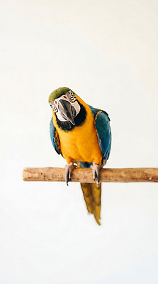 JPG 동물 편집이미지 포즈 조류 실내 앉기 귀여움 나뭇가지 깃털 관심 금강앵무새 편집실사 AI포토 AI콘텐츠 나무 컨셉 모션 내부 CG 앵무새 파일형식