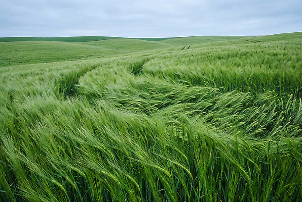 JPG 편집이미지 농업 자연 하늘 바람 날씨 안전 풍경 초원 환경 원근감 생태계 청보리밭 편집실사 AI포토 AI콘텐츠 자연요소 산업 뷰포인트 밭 CG 파일형식