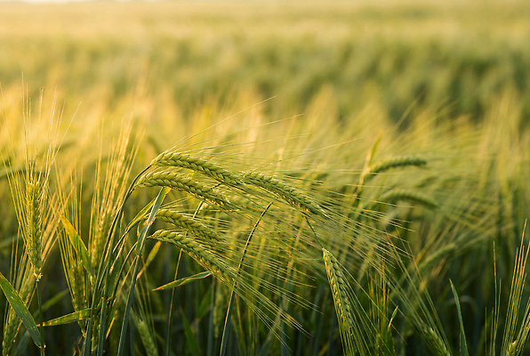 JPG 식물 편집이미지 계절 밭 농업 자연 바람 풍경 파란색 농작물 햇빛 농사 성장 밀 밭일 청보리밭 편집실사 AI포토 AI콘텐츠 자연요소 산업 컬러 날씨 곡류 태양 CG 생태계 파일형식