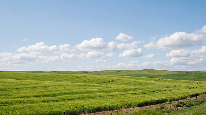 JPG 편집이미지 자연 하늘 날씨 풍경 초원 여름 햇빛 공간 땅 언덕 오후 청명 청보리밭 편집실사 AI포토 AI콘텐츠 계절 밭 태양 CG 생태계 파일형식