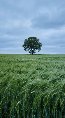 JPG 나무 식물 편집이미지 농업 자연 하늘 바람 날씨 풍경 초원 파란색 농장 성장 청보리밭 편집실사 AI포토 AI콘텐츠 자연요소 산업 컬러 밭 CG 생태계 파일형식