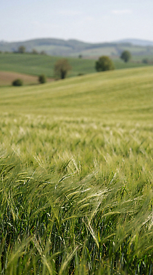 JPG 식물 편집이미지 물결 농업 자연 바람 날씨 풍경 초록색 햇빛 농장 농사 시골 언덕 보리 청보리밭 평야 편집실사 AI포토 AI콘텐츠 자연요소 산업 컬러 밭 곡류 태양 CG 생태계 파일형식