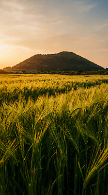 JPG 식물 편집이미지 농업 자연 하늘 바람 산 풍경 초원 농장 일몰 보리밭 청보리밭 편집실사 AI포토 AI콘텐츠 자연요소 산업 밭 날씨 노을 CG 생태계 보리 파일형식