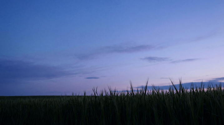 JPG 식물 편집이미지 농업 야경 자연 하늘 바람 풍경 초원 농장 저녁 청보리밭 평원 편집실사 AI포토 AI콘텐츠 자연요소 산업 밭 날씨 야간 CG 생태계 파일형식 풍경_경치