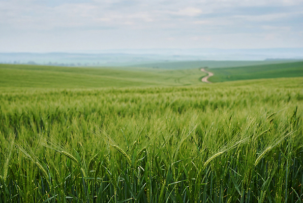 JPG 식물 편집이미지 도로 밭 농업 자연 하늘 바람 풍경 초원 초록색 땅 밀 청보리밭 편집실사 AI포토 AI콘텐츠 자연요소 산업 길 컬러 교통시설 날씨 곡류 CG 생태계 파일형식