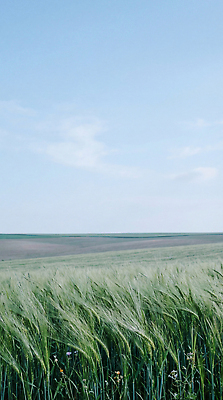 JPG 식물 편집이미지 밭 농업 자연 하늘 바람 풍경 초원 일상 농사 시골 농부 보리밭 청보리밭 편집실사 AI포토 AI콘텐츠 자연요소 직업 산업 날씨 라이프 CG 생태계 보리 파일형식