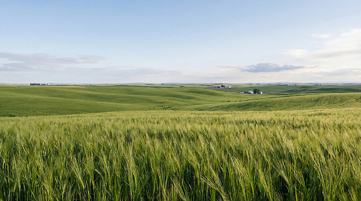 JPG 식물 편집이미지 농업 자연 하늘 바람 날씨 풍경 초원 초록색 농작물 농장 땅 청보리밭 전경 편집실사 AI포토 AI콘텐츠 자연요소 산업 컬러 밭 CG 생태계 파일형식 탑뷰