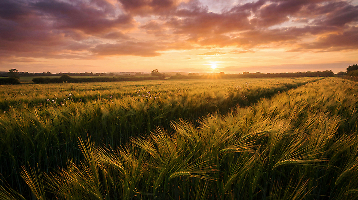 JPG 나무 편집이미지 길 밭 자연 하늘 곡류 풍경 여름 햇빛 태양 농장 노을 저녁 아래 청보리밭 편집실사 AI포토 AI콘텐츠 자연요소 식물 계절 농업 야간 방향 CG 생태계 위치 파일형식