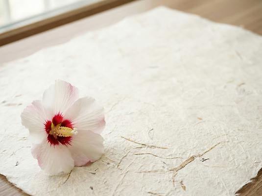 JPG 편집이미지 꽃 종이 편안함 부드러움 화사함 무궁화 생화 편집실사 AI포토 AI콘텐츠 식물 컨셉 감각 CG 파일형식