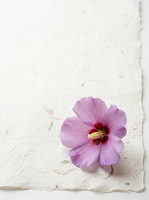 JPG 식물 편집이미지 꽃 종이 자연 수술 무궁화 편집실사 AI포토 AI콘텐츠 CG 생태계 파일형식