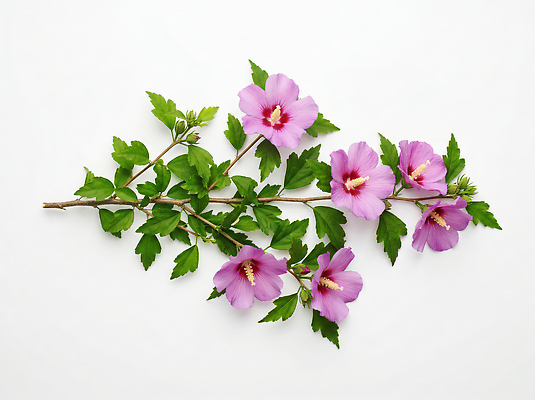 JPG 식물 편집이미지 꽃 꽃다발 잎 자연 정원 원예 무궁화 편집실사 AI포토 AI콘텐츠 취미 CG 생태계 파일형식