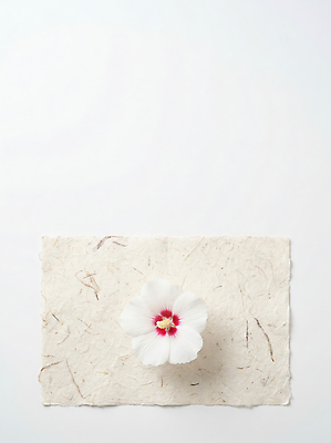 JPG 식물 편집이미지 꽃 종이 자연 무궁화 편집실사 AI포토 AI콘텐츠 CG 생태계 파일형식