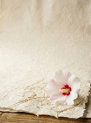 JPG 식물 편집이미지 꽃잎 종이 원형 무궁화 나무탁자 편집실사 AI포토 AI콘텐츠 도형 꽃 탁자 CG 파일형식