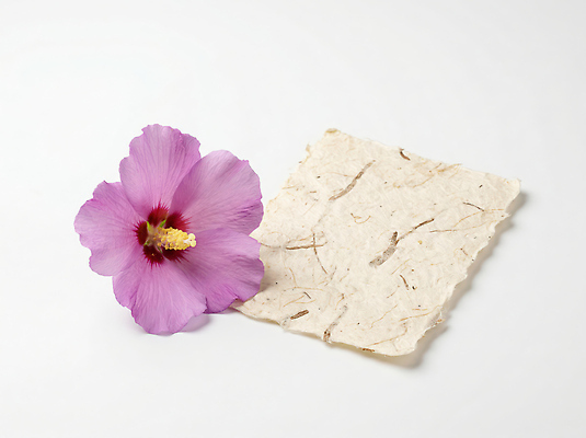 JPG 식물 편집이미지 꽃 종이 자연 보라색 무궁화 옆 편집실사 AI포토 AI콘텐츠 컬러 CG 생태계 파일형식