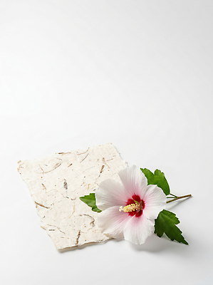 JPG 식물 편집이미지 꽃 종이 자연 원예 무궁화 히비스커스 편집실사 AI포토 AI콘텐츠 취미 CG 생태계 파일형식