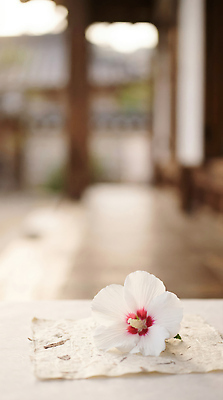 JPG 식물 편집이미지 전통 건축물 꽃 자연 실내 허브 무궁화 편집실사 AI포토 AI콘텐츠 건축 내부 CG 생태계 파일형식