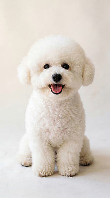 JPG 동물 편집이미지 행복 털 미소 웃음 앉기 반려동물 귀여움 강아지 비숑프리제 편집실사 AI포토 AI콘텐츠 감정 컨셉 모션 표정 개 CG 파일형식