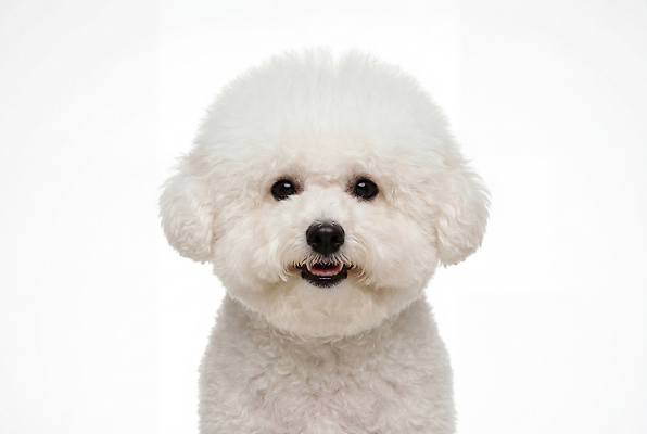 JPG 동물 편집이미지 표정 반려동물 귀여움 강아지 밝은색 비숑프리제 편집실사 AI포토 AI콘텐츠 컨셉 개 CG 파일형식